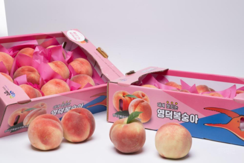 경북 영덕 복숭아 맛보러 오세요…7월25일~8월17일 '복숭아 장터' 개최