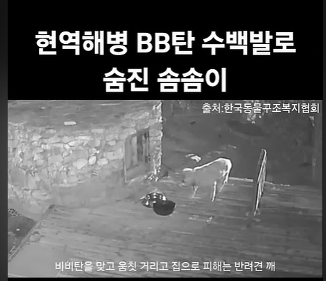 한국동물구조복지협회 유튜브 캡처
