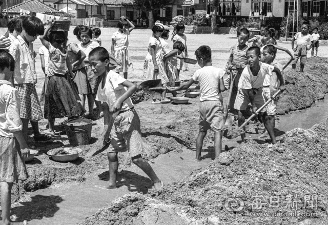 1961년 7월 21일 영주국민(초등)학교 어린이들이 수마가 할퀴고 간 교정에 삽으로 물길을 내고 있다. 사진=매일아카이빙센터
