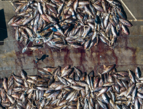 작년엔 버렸던 '동해안 참다랑어', 올해는 살린다…경북 참다랑어 쿼터 3배 확대