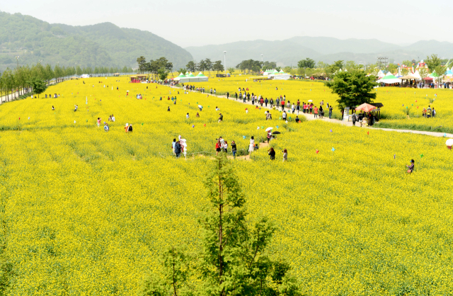 지난해 창녕낙동강유채축제 유채밭과 관광객 모습. 창녕군 제공