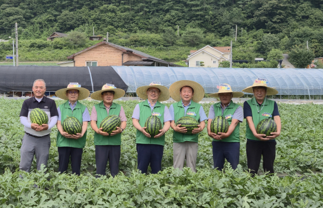 봉화 재산지구 수박 수확. 경북도 제공.