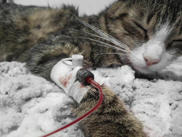 고양이 혈액은 구하기 어렵다. 고양이 체구가 모두 비슷하기 때문이다. 4-7kg 정도의 체구에서 1회 채혈할 수 있는 채혈량은 불과 40~50cc 정도에 불과하다.