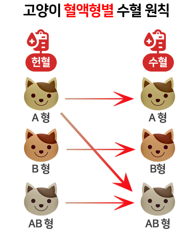 고양이는 A, B, AB형으로 분류한다. 고양이 혈액형별로 수혈이 가능한 혈액형을 표시하는 모식도