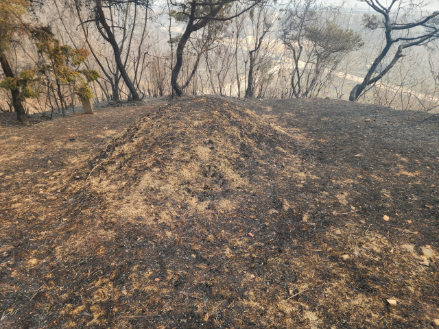 지난 3월 발생한 초대형 산불로 경북 안동시 길안면 묘소가 불에 타 식재된 잔디가 모두 고사한 모습. 전종훈 기자