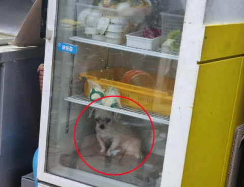 냉장고 안에 반려견…주인 