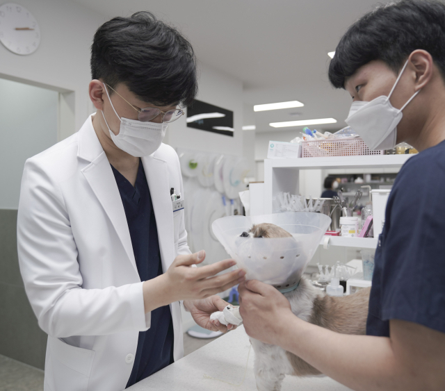이세원 대구바른동물의료센터 원장이 강아지를 진료하고 있다. 대구바른동물의료센터 제공