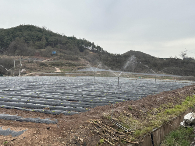경북 영양지역 한 농가에서 스프링쿨러를 활용해 작물에 물을 주고 있는 모습. 영양군 제공