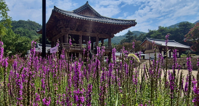 의성 비봉산 자락에 자리잡은 대곡사 범종루 주변에는 여름꽃인 붉디붉은 베롱나무 꽃과 연분홍 부처꽃이 만개했다.