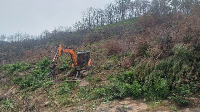 의성군은 올 연말까지 산불 피해를 입은 산림 343ha를 대상으로 위험목 제거 작업을 진행한다. 의성군 제공.