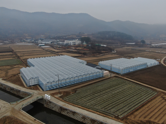 과학영농실증시험포장을 적용한 딸기 육묘장. 고령군 제공.