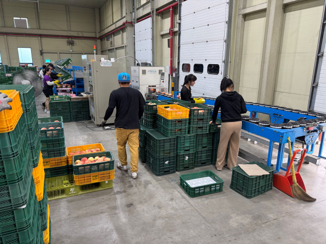 의성군 과수거점APC가 한국농수산식품유통공사가 전국 과수APC 24곳을 대상으로 진행한 올해 경영평가에서 1위를 차지했다. 의성군 제공.