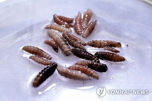 '살 파먹는 구더기' 나사벌레…미국서 올해 첫 감염 확인