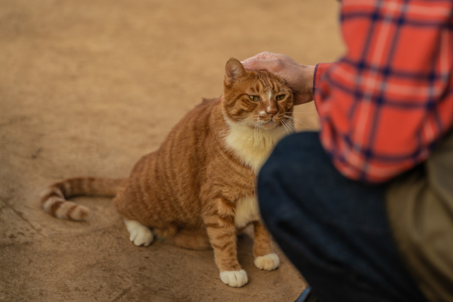 영화