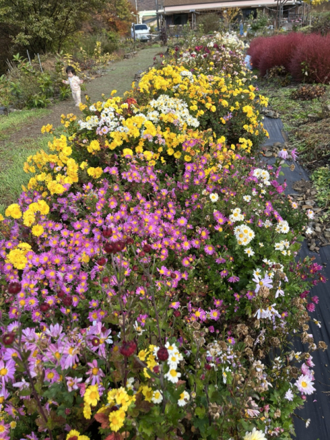 [함께 꿈꾸는 시]  이수화 '별이 되려거든 그대'