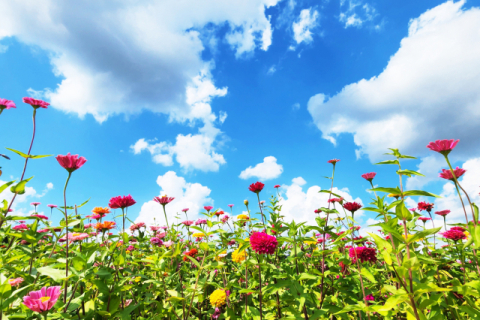 청송군, 가을 꽃 향기 가득한 '산소카페 청송정원' 9월 1일 개장
