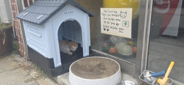 지난 8월 29일 경북 구미의 한 술집 입구에서 길고양이(냐냐)가 손님에게 발길질을 당했다. 반려동물구조협회 제공