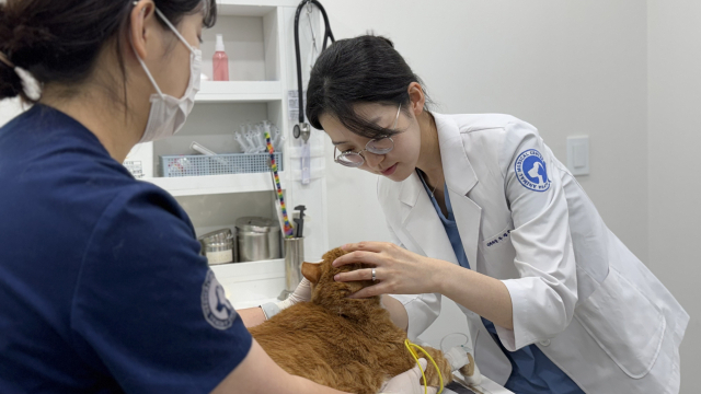 대구 알파동물메디컬센터 우정은 내과과장이 고양이를 진료하고 있다. 알파동물메디컬센터 제공