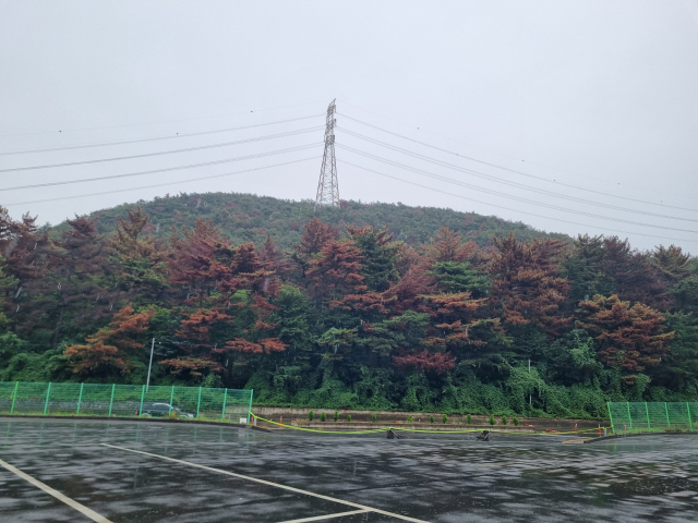 지난 9일 오후 포항시 남구 오천읍 용산리 용산보건진료소 인근 야산 소나무 숲이 재선충병 감염으로 붉게 물들어있다. 배형욱 기자