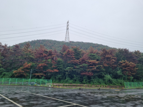 [르포] 단풍처럼 보이던 소나무 숲 가까이서 보니 재선충병 걸려 집단 고사