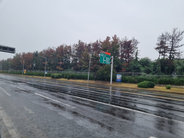 지난 9일 오후 포항시 남구 일월동 군부대 주변 소나무들이 재선충병에 걸려 죽어가고 있다. 배형욱 기자