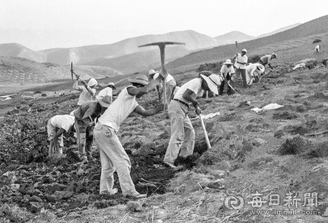 1964년 5월 29일 하양 무학농장 인부들이 곡괭이로 해발 350m 무학산 산비탈을 개간하고 있다. 농장 개간은 경산, 하양 지역 실업자 150명이 참여해 1964년 3월 12일 착수, 1965년 완료했다. 사진=매일아카이빙센터