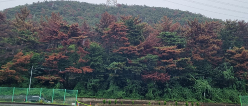 단풍처럼 붉은 소나무 숲…재선충병에 집단 고사