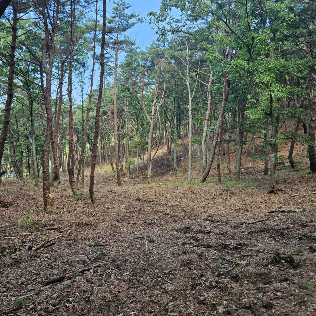 경남 양산시 산불예방 숲가꾸기 사업 현장. [사진=양산시]