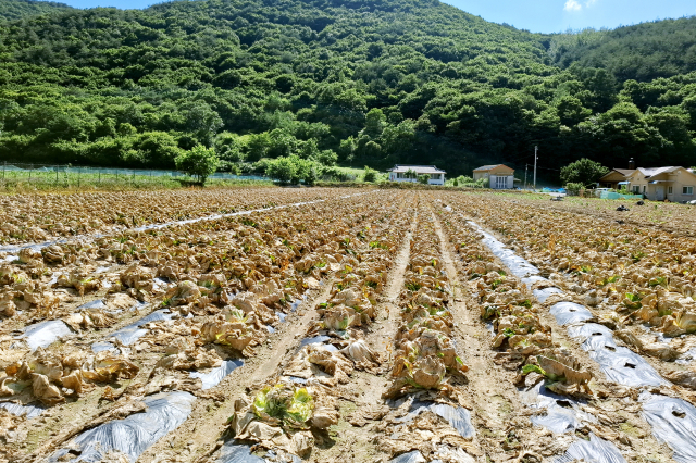 지난 6월 중·하순 발생한 봄배추 무름병으로 피해를 입은 농가의 모습. 청송군 제공