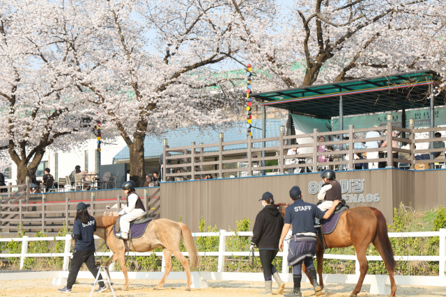 한국마사회는 19~20일 과천공연예술축제와 연계한 무료 승마 체험 기회를 제공한다. 마사회 제공