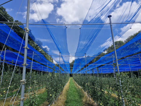영주시 관수·우박 방지막 개발, 사과 재배농가들에게 희소식 전해