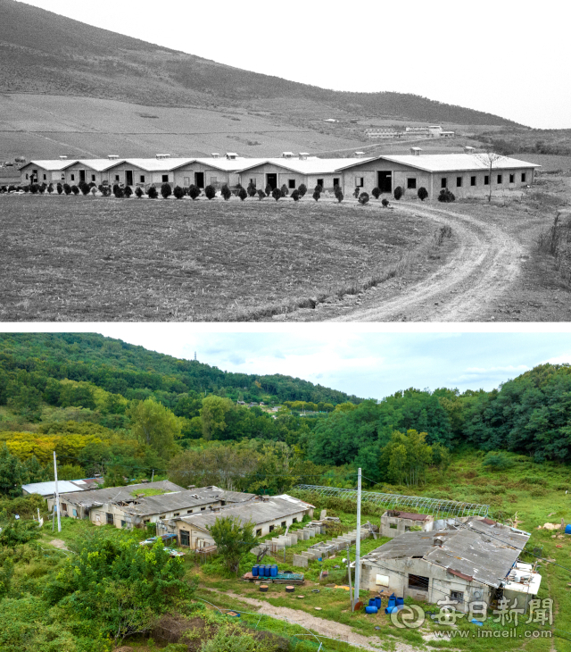 1966년 무렵 하양 무학농장 입구에 지은 우사(위)와 2025년 9월 19일 현재 모습. 여섯 동 가운데 한 동은 지붕과 외벽이 사라진 채 시멘트로 만든 칸막이가 드러나 있다. 사진=매일아카이빙센터