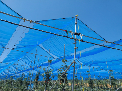 과수 폭염 피해 줄일 묘안…의성군 개발한 '커튼형 햇빛차단망' 전국 보급 박차
