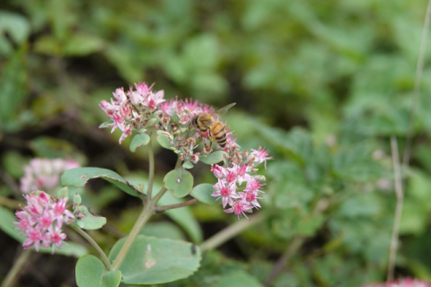 주왕산 깃대종 둥근잎꿩의비름 개화…'자연의 회복력 상징'