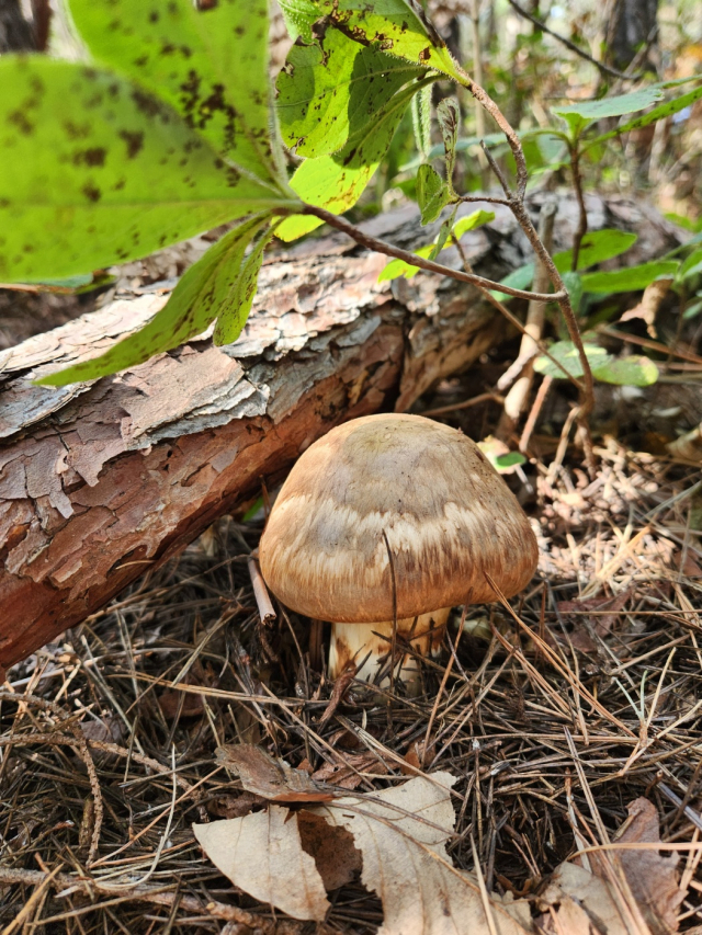 송이버섯. 산림청 제공