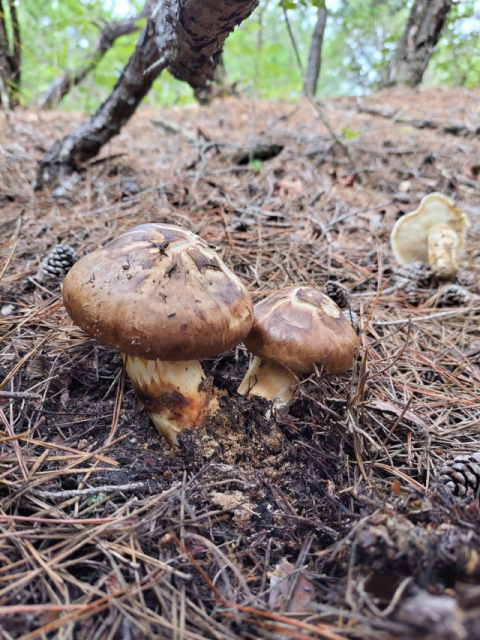 청송군산림조합장 업무상배임 실형…법정구속