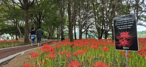 [포토뉴스]가을을 물들이는 붉은 물결, 산책길 따라 '꽃무릇' 만개