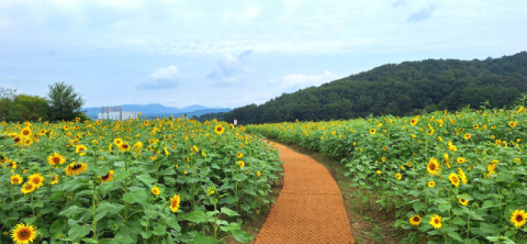 [포토뉴스]성주 성산동고분군전시관 해바라기꽃 물결