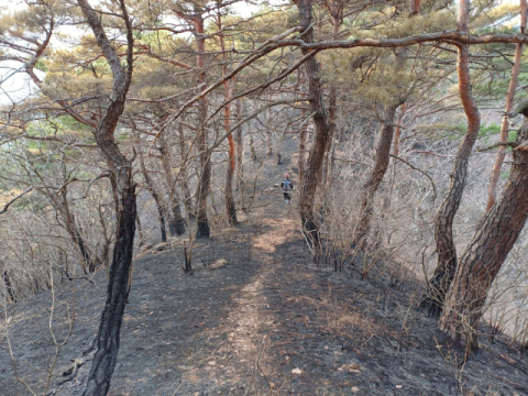 [르포] 불탄 산에서 발견된 한뿌리의 송이, 희망 찾는 영덕군 농심