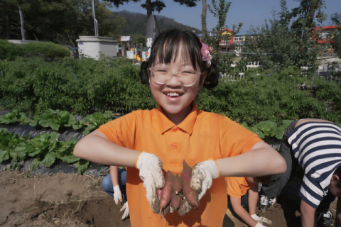 청송 파천초, 흙 속에서 피어난 웃음꽃… '꿈소슬 6남매 텃밭' 고구마 수확