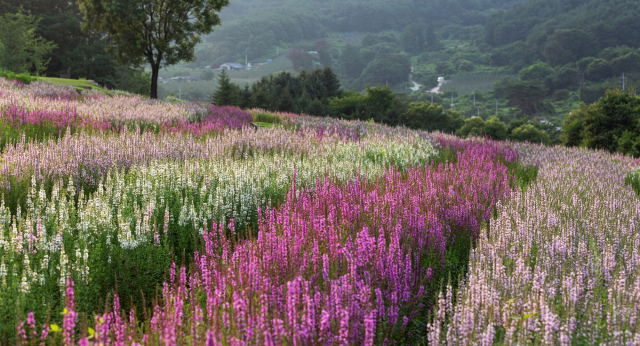 봉자페스티벌-국립백두대간수목원 야생화 언덕 전경