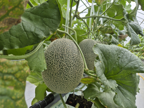 황제가 먹던 '하미과 멜론' 구미 농가 효자 작물로