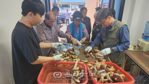 [르포]산이 내어준 황금버섯, 