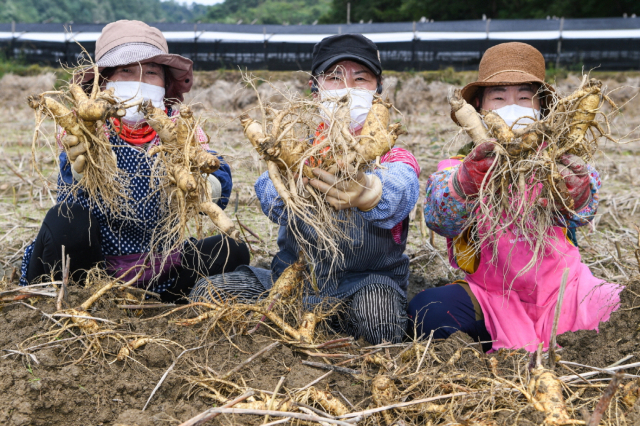 풍기인삼 축제를 앞두고 인삼재배 농민이 갓 수확한 인삼을 들어 보이고 있다. 영주시 제공