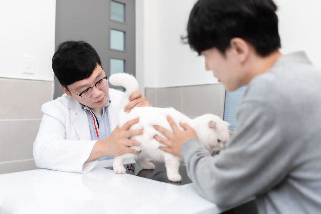 강민우 탑스동물메디컬센터 원장이 고양이를 진료하고 있다. 탑스동물메디컬센터 제공