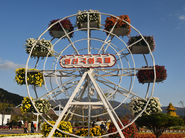 양산국화축제 현장. [사진=양산시]