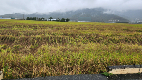 [르포]잦은 가을비에 멈춘 추수…상주 문경 들녘엔 한숨만 가득