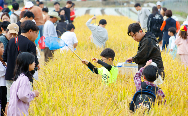 성주가야산 황금들녘 메뚜기축제장 방문객들이 메뚜기를 잡고 있다. 사진은 지난해 축제 장면. 성주군 제공