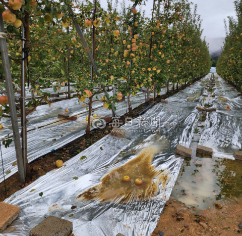 가을 장마로 경북 농가 사과·벼 등 수확 비상…병해 확산 우려도