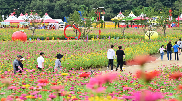 전국 최대 백일홍 화원 '산소카페 청송정원' 호응